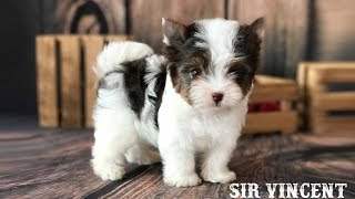 Sir Vincent is a Chocolate Biewer Terrier Puppy [upl. by Nahsed]