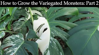 How to Grow the Variegated Monstera Part 2 [upl. by Monroy]