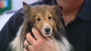 Shelties dumped at Warren County park ready for adoption [upl. by Naved425]