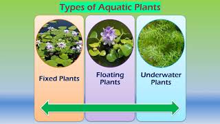 Adaptations in aquatic plants [upl. by Azarcon973]