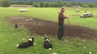 Scottish Sheepdogs in Action  Full Demonstration [upl. by Haelam]