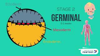 The Stages of Prenatal Development [upl. by Aidin]