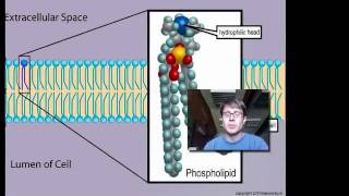 Cell Membranes [upl. by Emya]