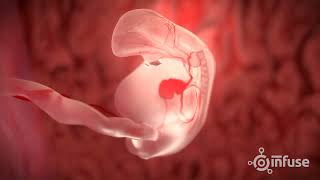 Fetal Development 3D Animation  Infuse Medical [upl. by Atikahs]