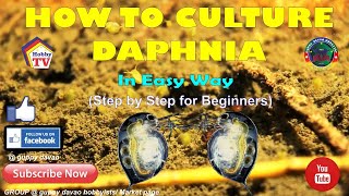 HOW TO CULTURE DAPHNIA In Easy Way [upl. by Caresa596]