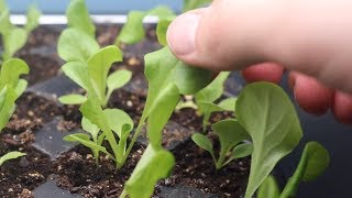 How to Grow Lettuce From Seed Indoors amp Harvest in One Month  LucasGrowsBest [upl. by Kerred]