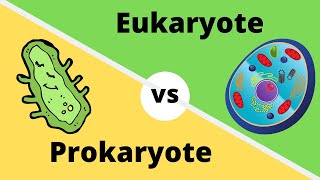 PROKARYOTES VS EUKARYOTES How cells are different [upl. by Nwahsud439]