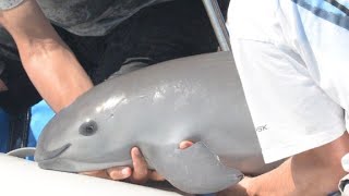 Heres how scientists are trying to save the rarest marine mammal [upl. by Seta986]