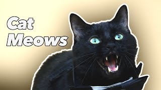 Cat Meows [upl. by Enyaht]