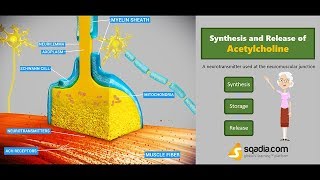 Synthesis and Release of Acetylcholine  Medical Physiology Online  VLearning [upl. by Guyer]