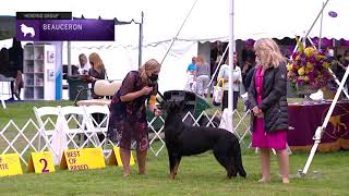 Beaucerons  Breed Judging 2021 [upl. by Enihpled]