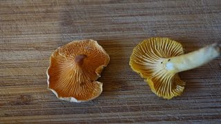 Chanterelle vs False Chanterelle [upl. by Garnett268]