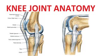 Knee Joint Anatomy [upl. by Sugna810]