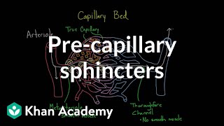 Precapillary sphincters  Circulatory system physiology  NCLEXRN  Khan Academy [upl. by Burty598]