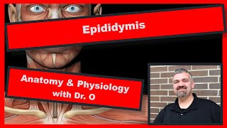 Epididymis Anatomy and Physiology [upl. by Nylanna855]