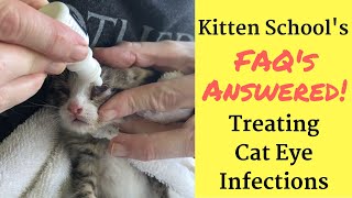 How I Treat a Kitten or Cat Eye Infection at Home [upl. by Roland]