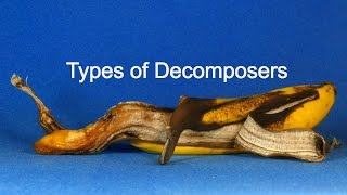 Types of Decomposers [upl. by Meedan]