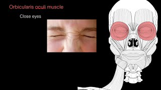 Muscles of facial expression [upl. by Ellatsyrc]