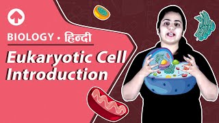 Eukaryotic Cell  Introduction  Hindi  Biology [upl. by Anoval382]