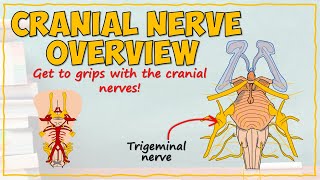 The Cranial Nerves [upl. by Binette]