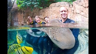 Discovery Cove Shark Swim  SeaWorld Orlando [upl. by Ailic810]