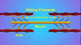 5 Details of ActinMyosin Crosslinking [upl. by Nosnah]