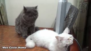 Cats Mating for the first time Cats on heat How Cats mate [upl. by Flossy]