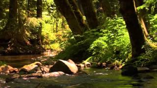 3 hour relaxing peaceful instrumental music by Tim Janis [upl. by Porett]