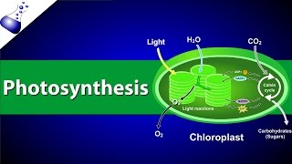 Photosynthesis [upl. by Shellans]