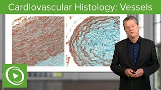 Cardiovascular Histology Vessels – Histology  Lecturio [upl. by Lennaj892]